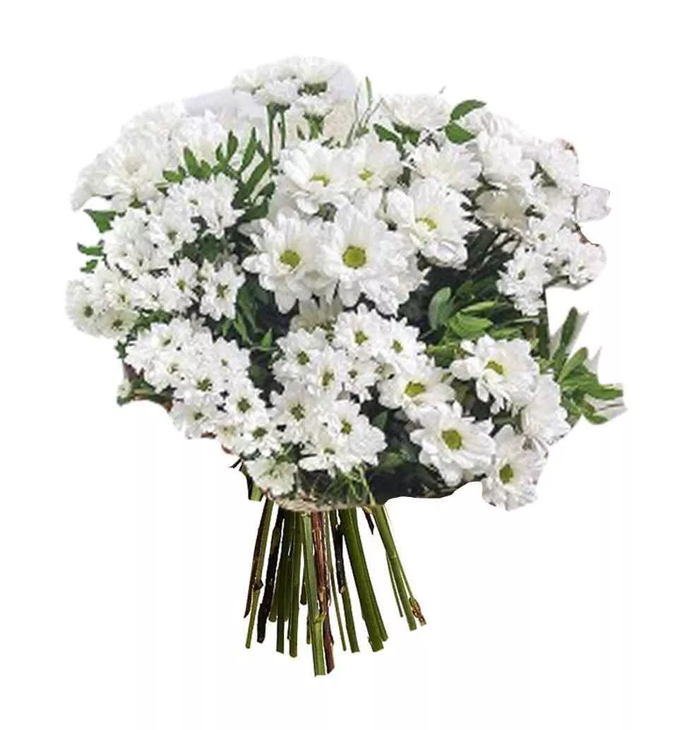 Radiant Chrysanthemum Celebration