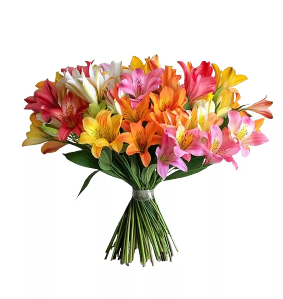 Vibrant Peruvian Lily Delight