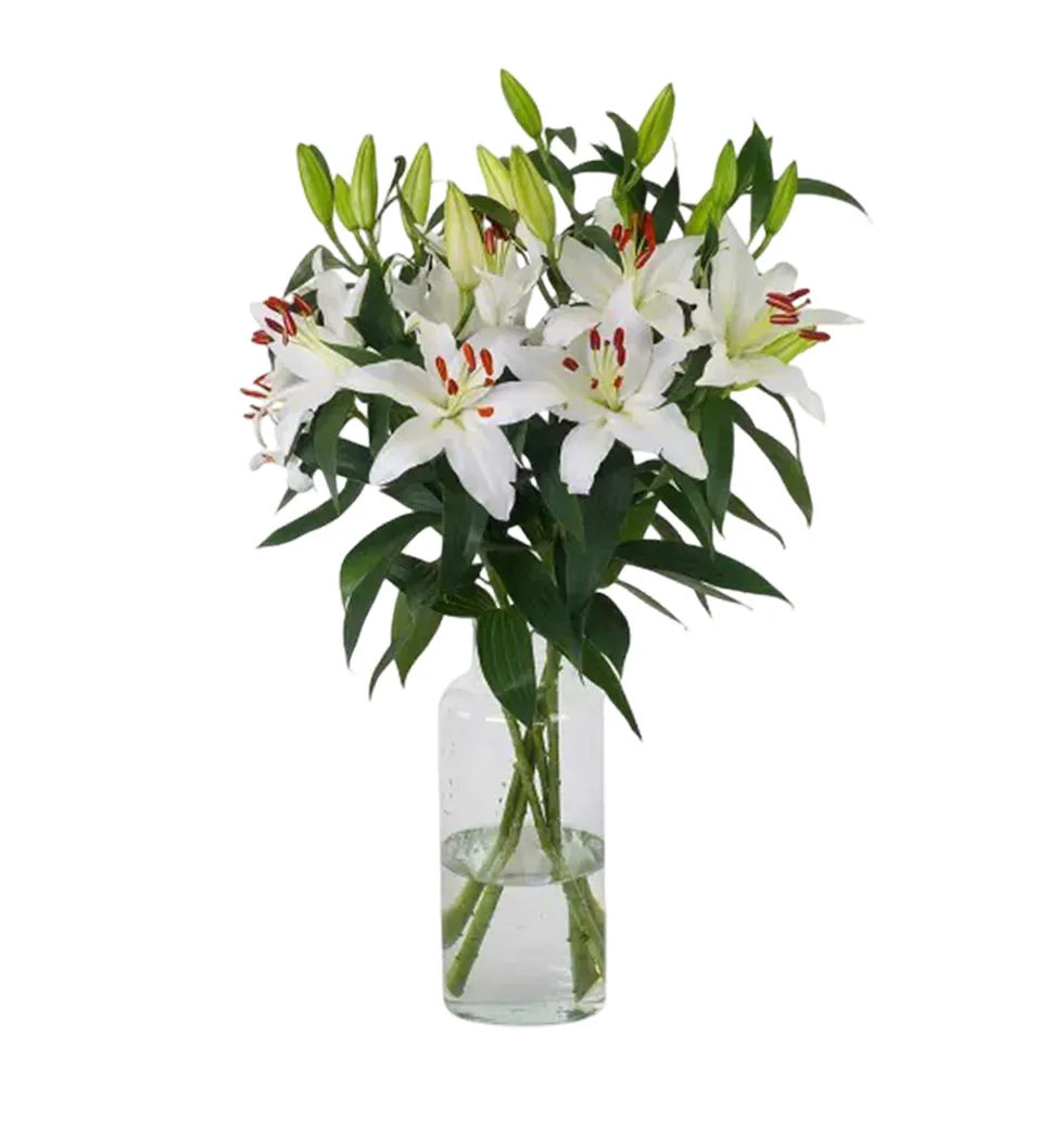 Stunning White Lily Gala