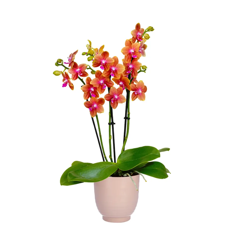 Stunning Orange Orchid Gift Set