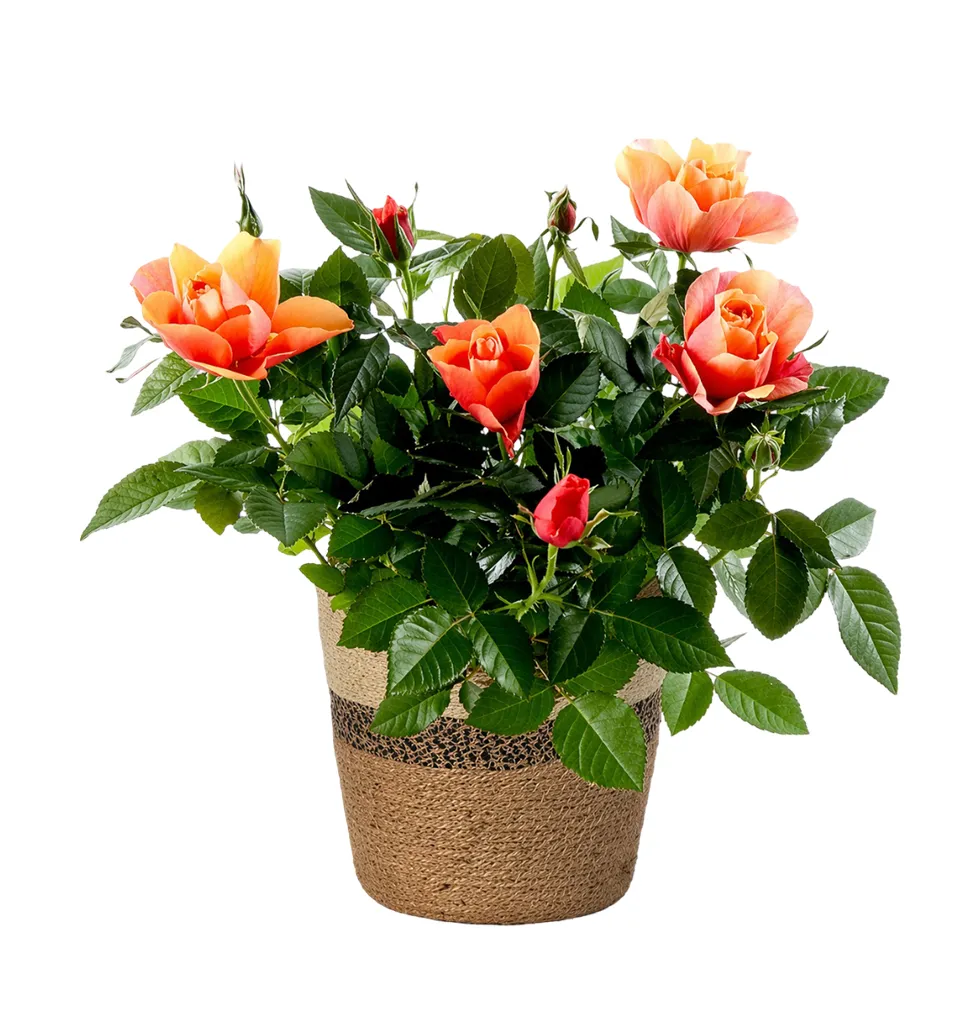 Blooming Rose in Decorative Basket