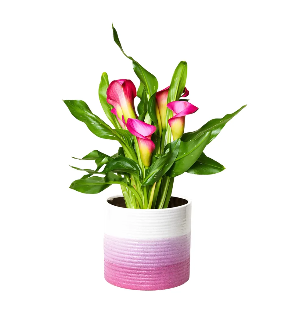 Exquisite Pink Calla Lily Centerpiece