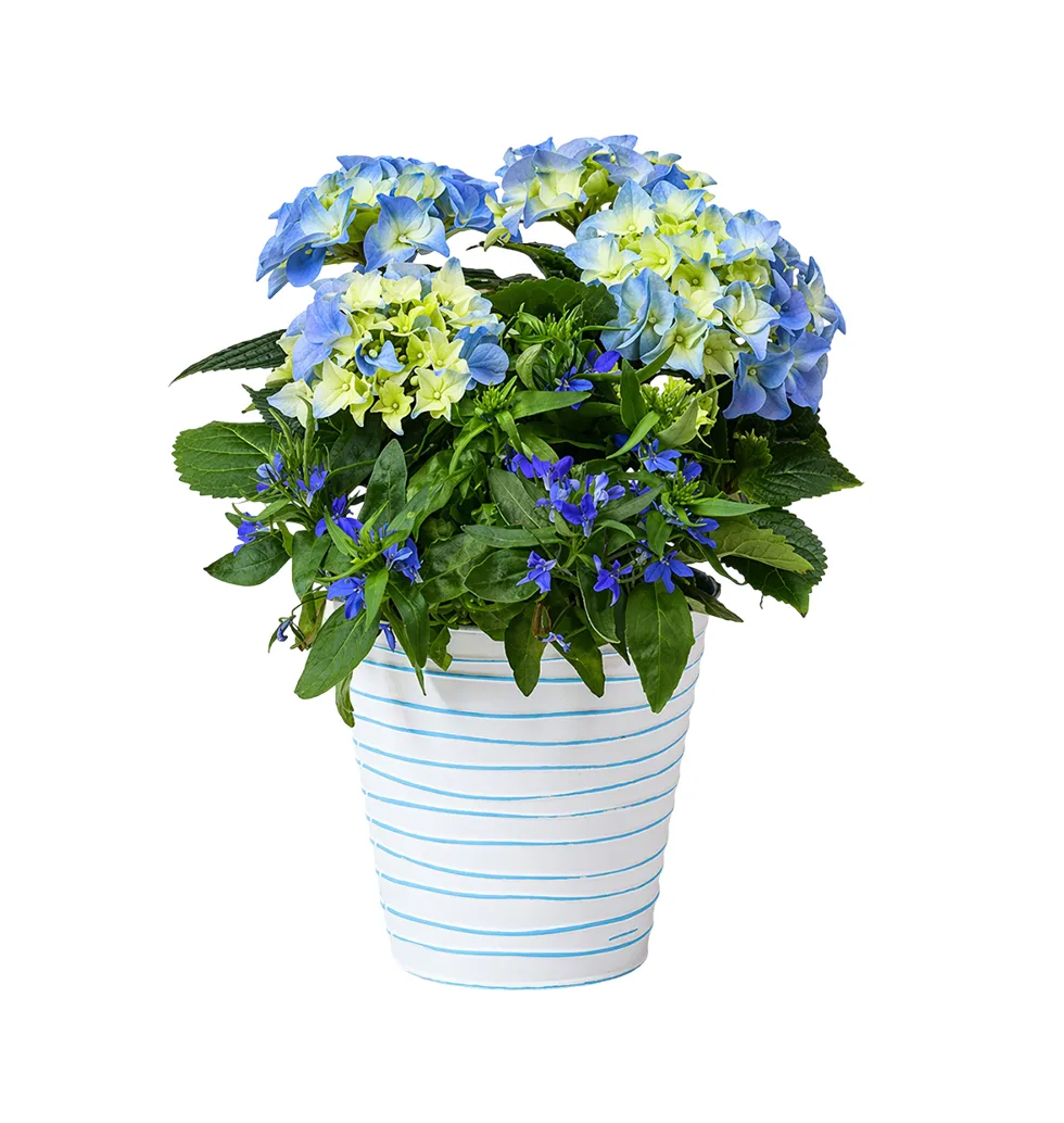 Vibrant Blue Hydrangea Decoration