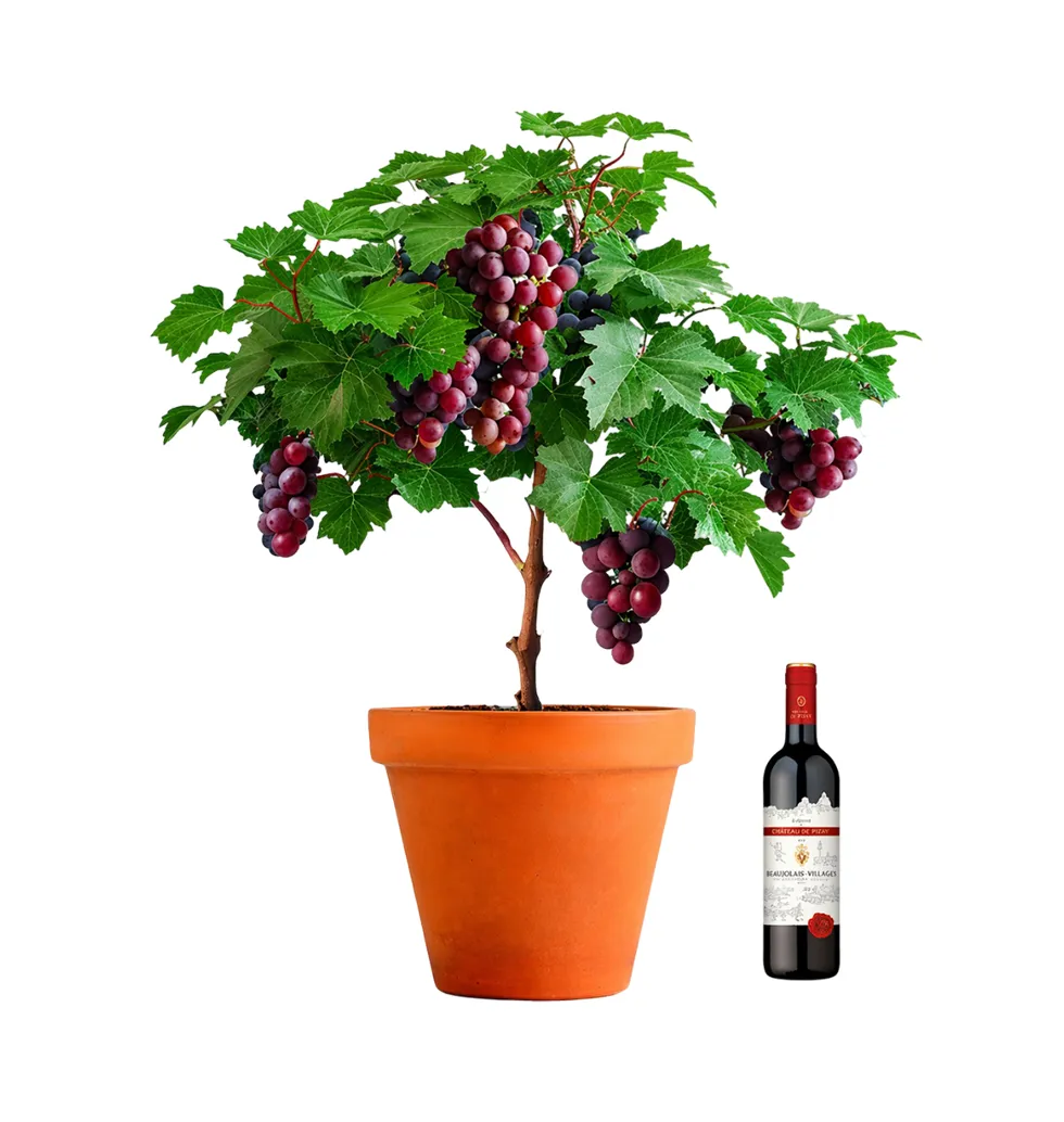 Radiant Grapevine Plant & Fine Red Wine Gift