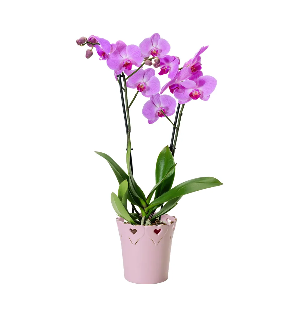 Lovely Pink Orchid in Heart-Patterned Ceramic Pot