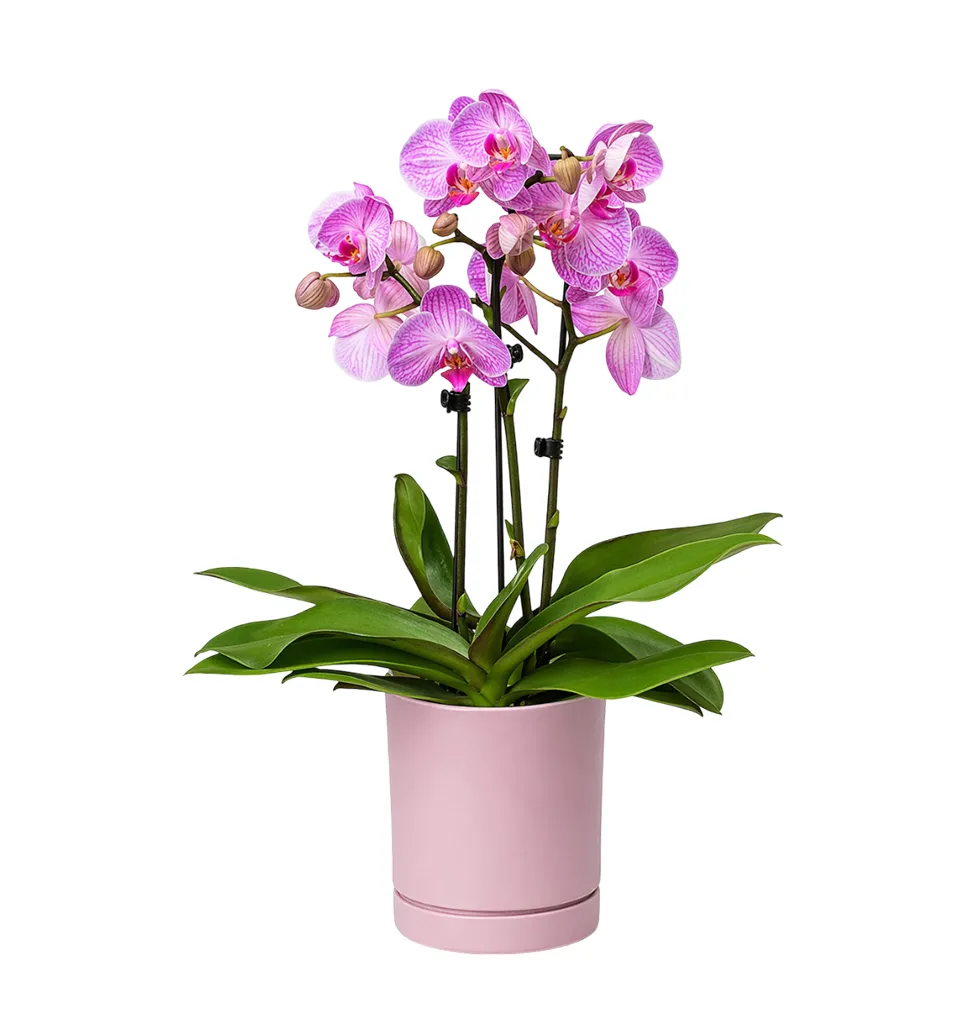 Lovely Pink Orchid in a Modern Planter