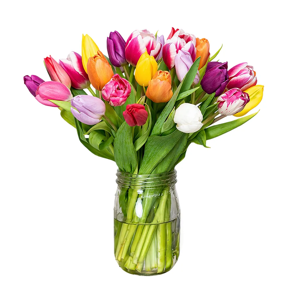 Fresh Multicolour Tulip Elegance